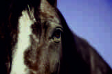Reitsport